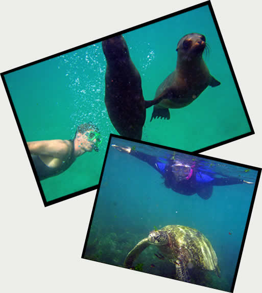 Jeff diving with an assortment of sea animals.